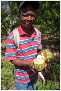 Illustration du projet Programme de Renforcement des Organisations de producteurs de Cacao en Haïti (PROCACAO)